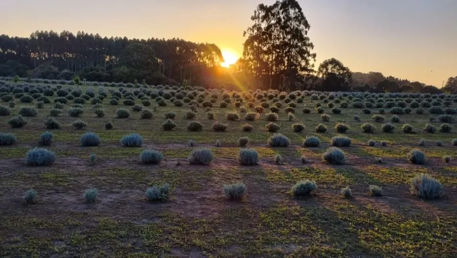 lavanda