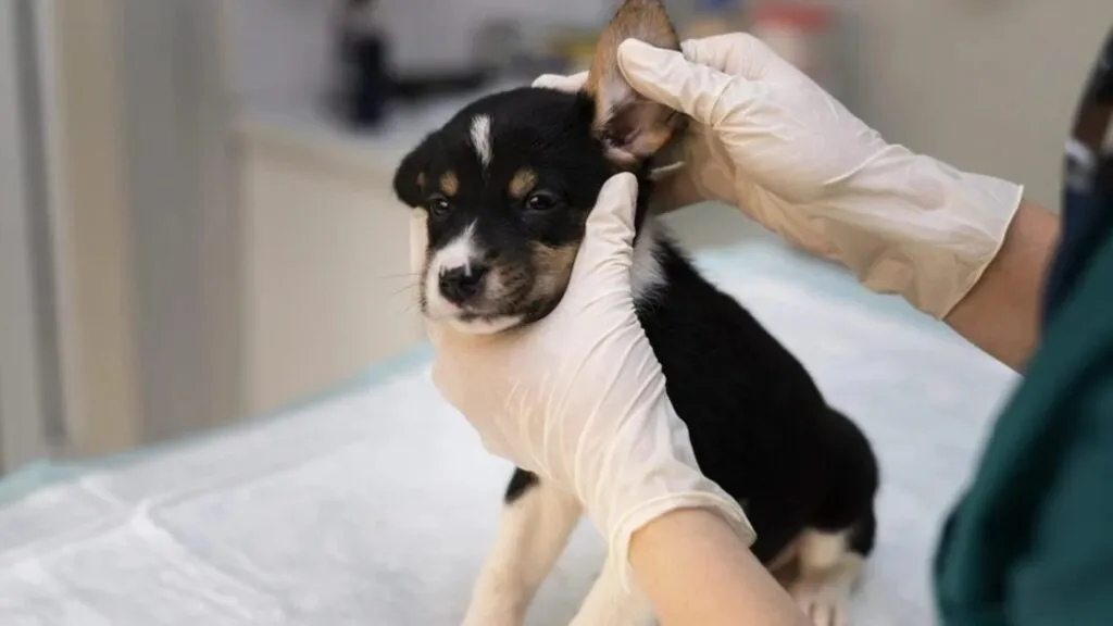 otite em cães 