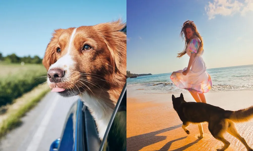 Cuidados essenciais para viajar com seu Pet e ser um momento inesquecível