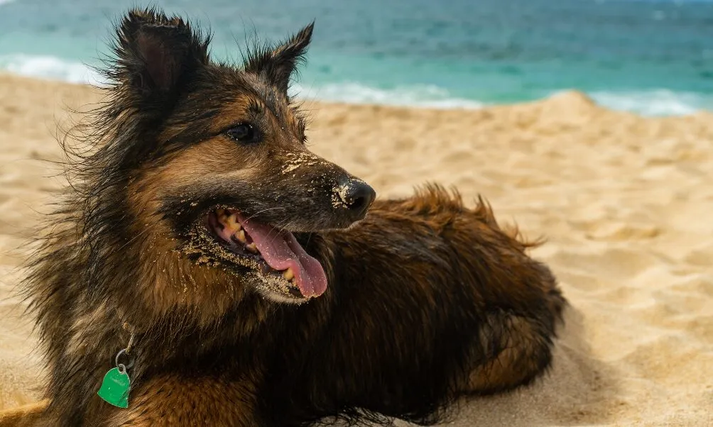 Cuidados essenciais para viajar com seu Pet e ser um momento inesquecível