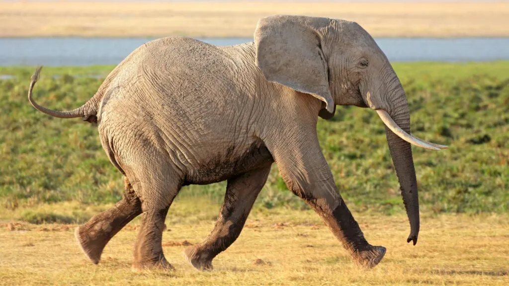 10 animais mais fortes do mundo