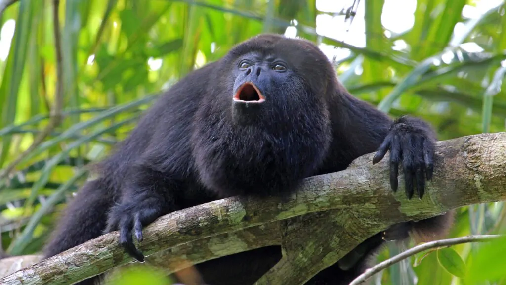 animais mais barulhentos do mundo