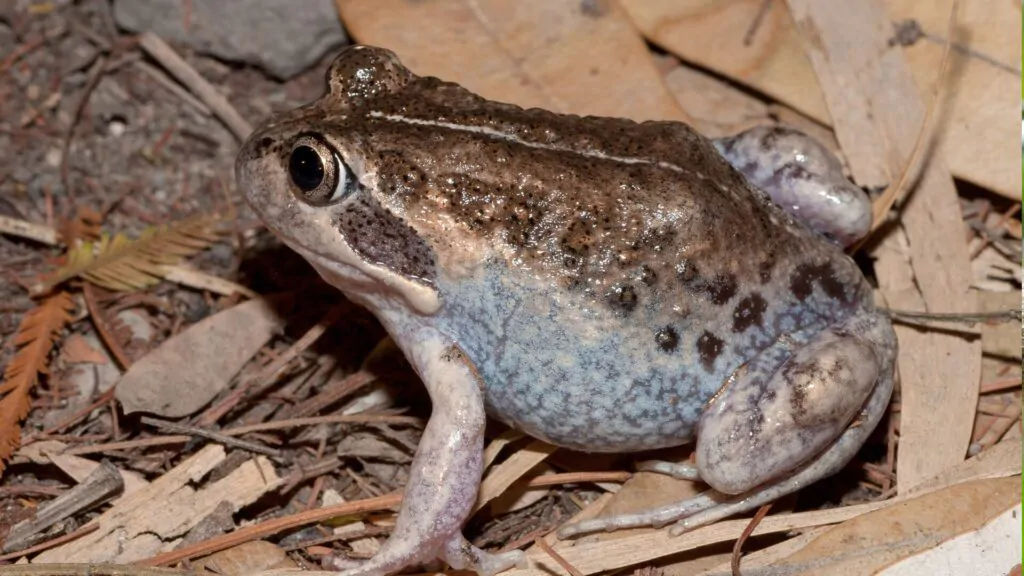 animais mais barulhentos do mundo