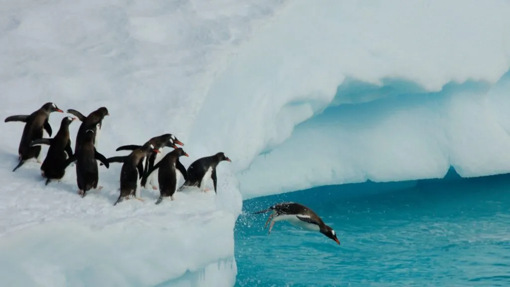  Ártico e a Antártica 