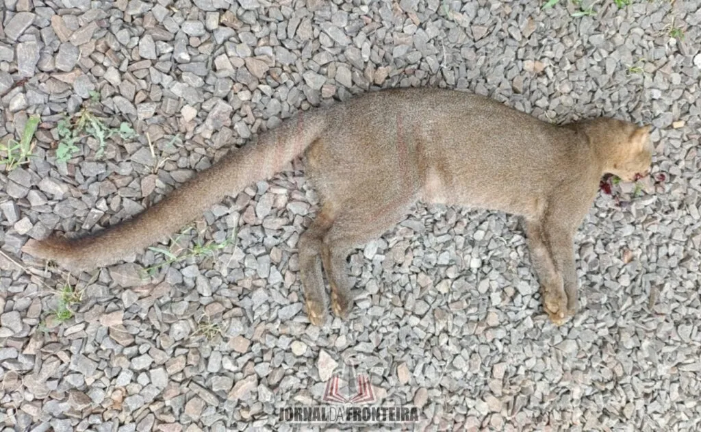 Policial retornava para casa quando localizou o gato-mourisco já morto na estrada geral da Linha Presidente Vargas