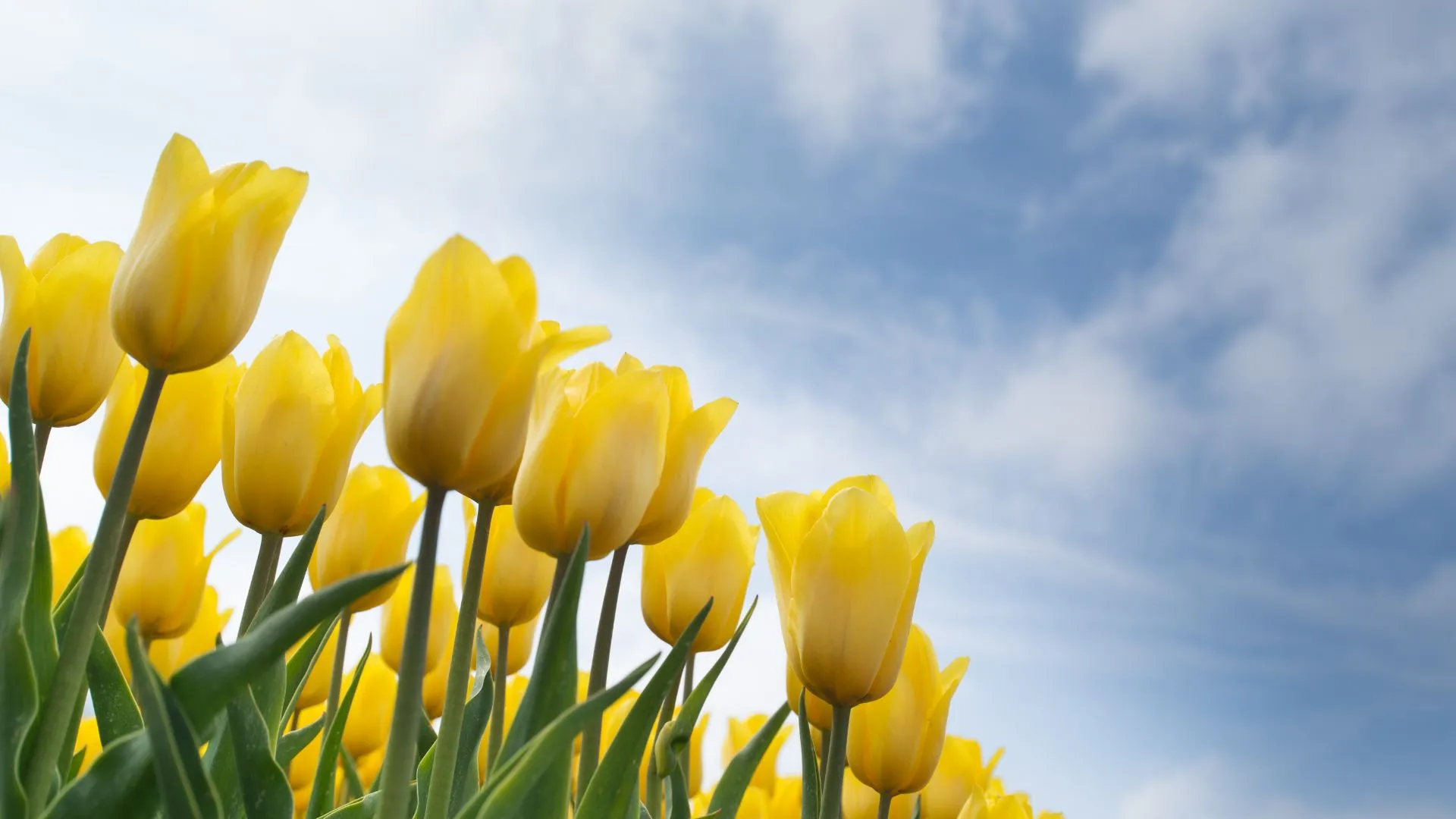 Descubra a linguagem das flores e os significados escondidos