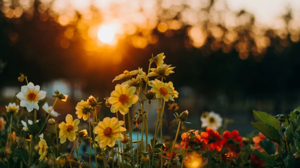 Descubra a linguagem das flores e os significados escondidos