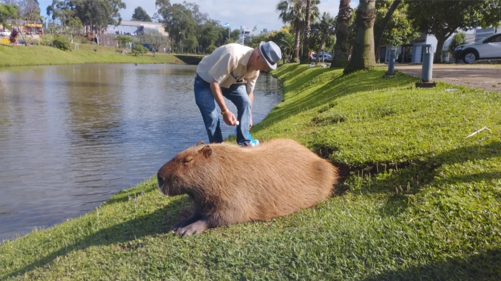 capivara 3