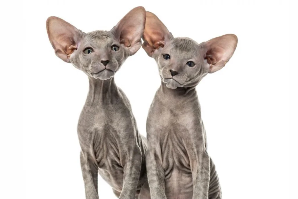 Peterbald