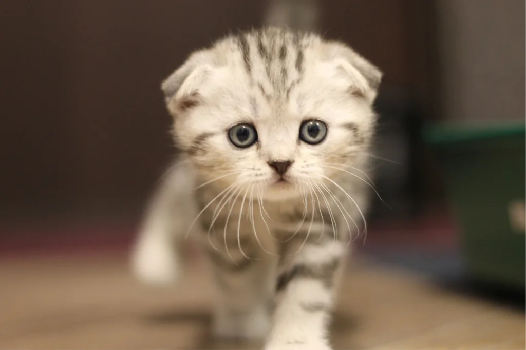 Scottish Fold