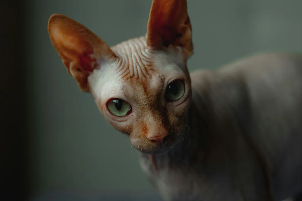 Sphynx 1