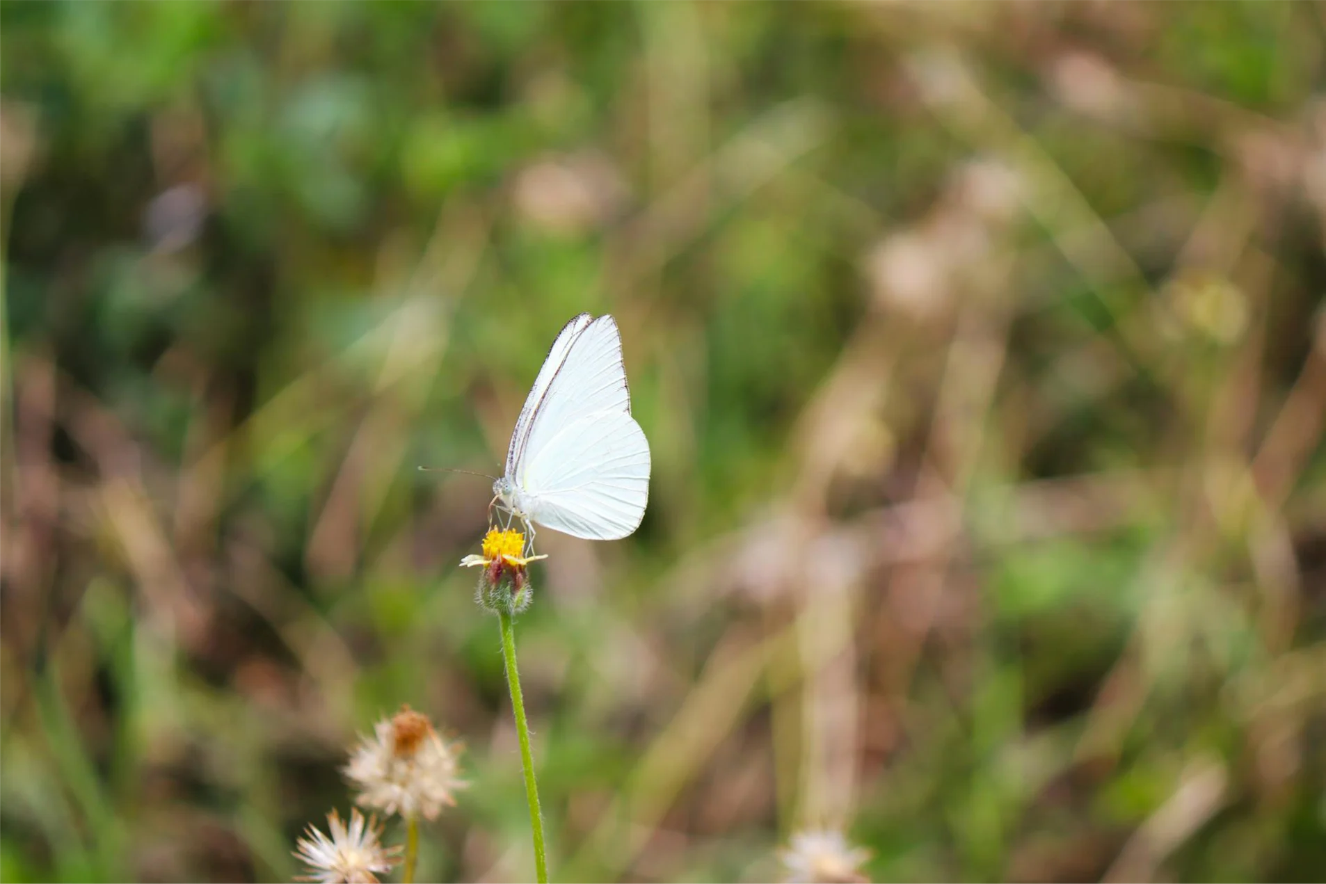 borboleta branca