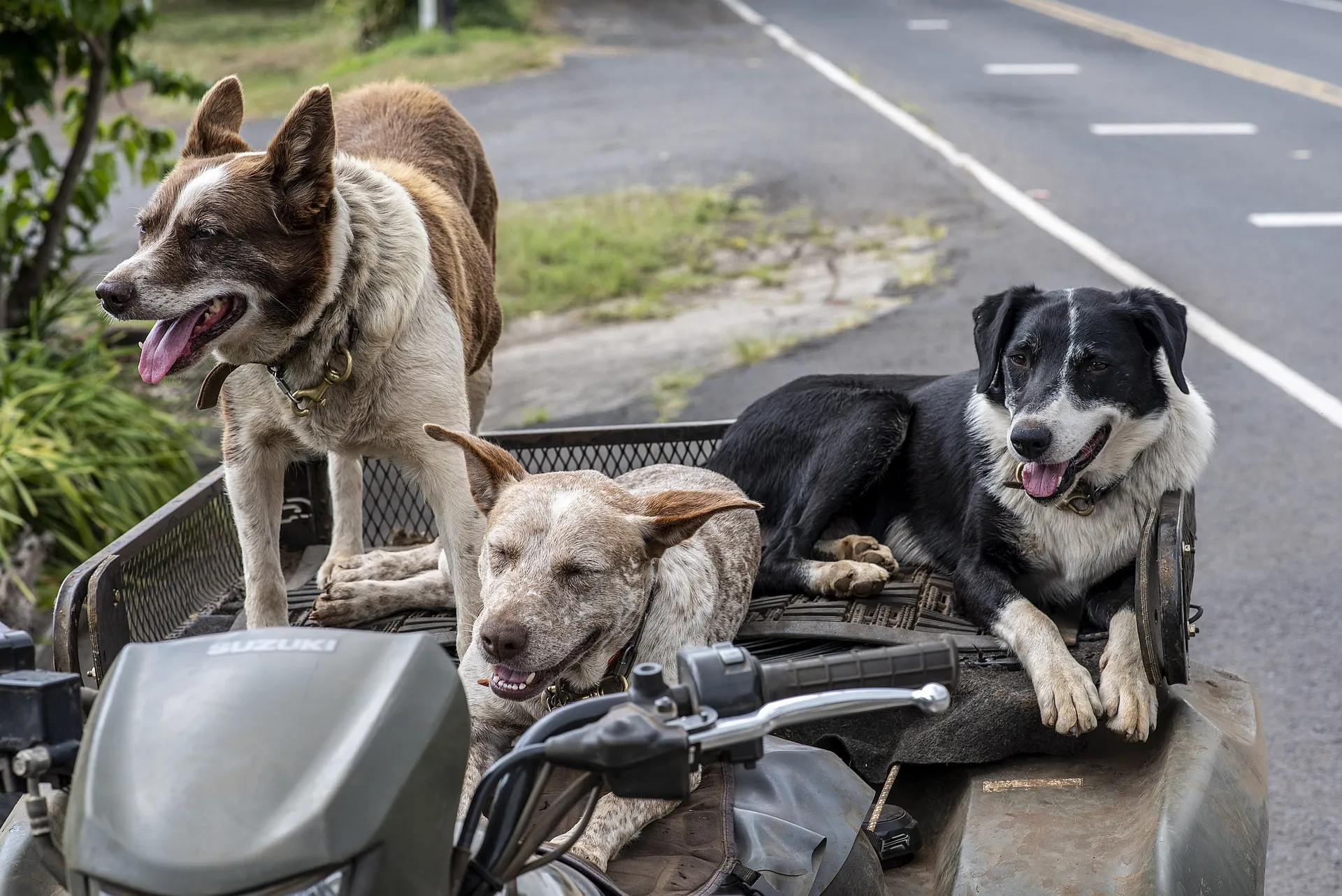 cachorros