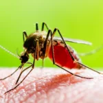 Nova tecnologia de combate ao Aedes aegypti chega ao Paraná