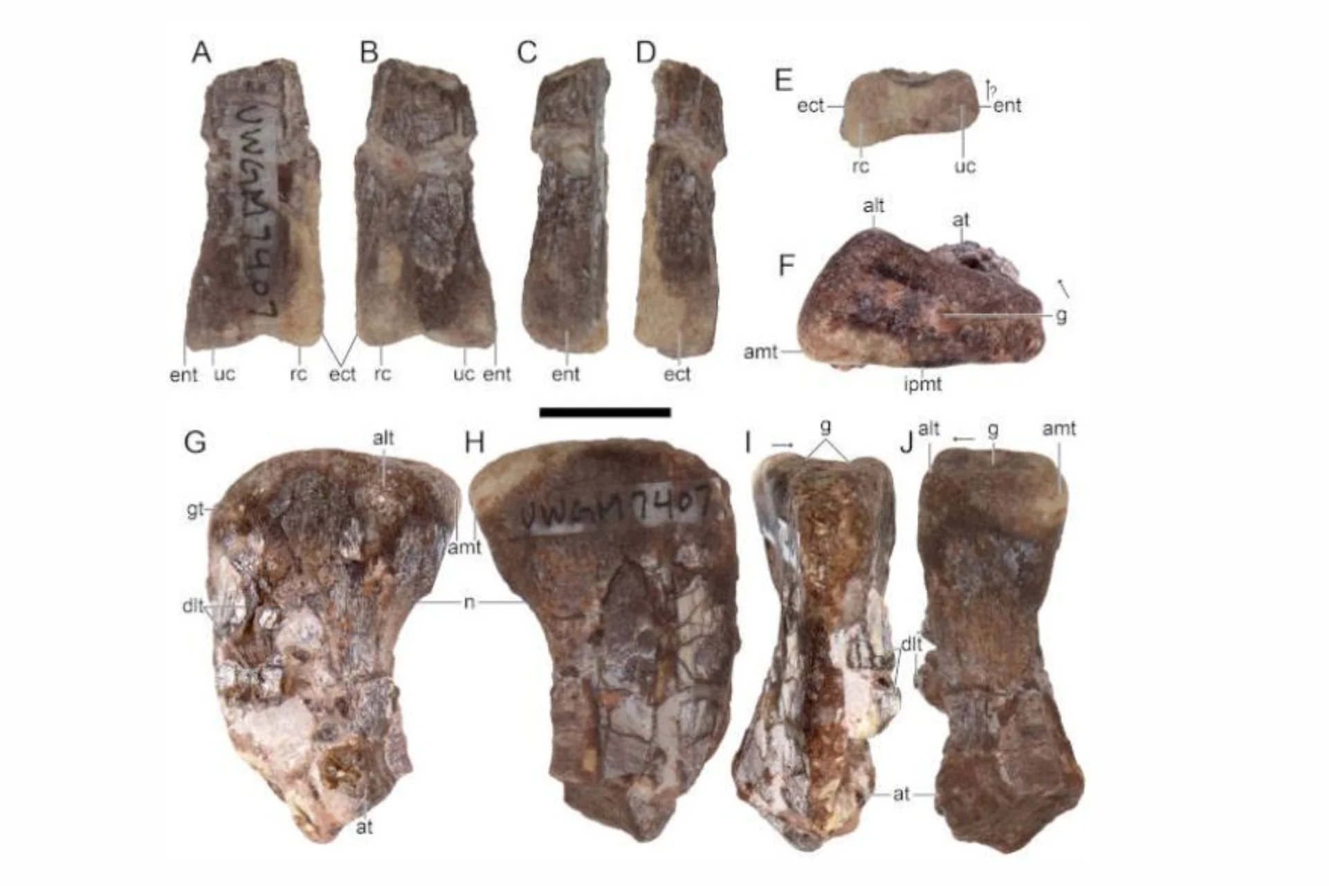 Fóssil inédito de 230 milhões de anos nos EUA revela nova espécie de dinossauro