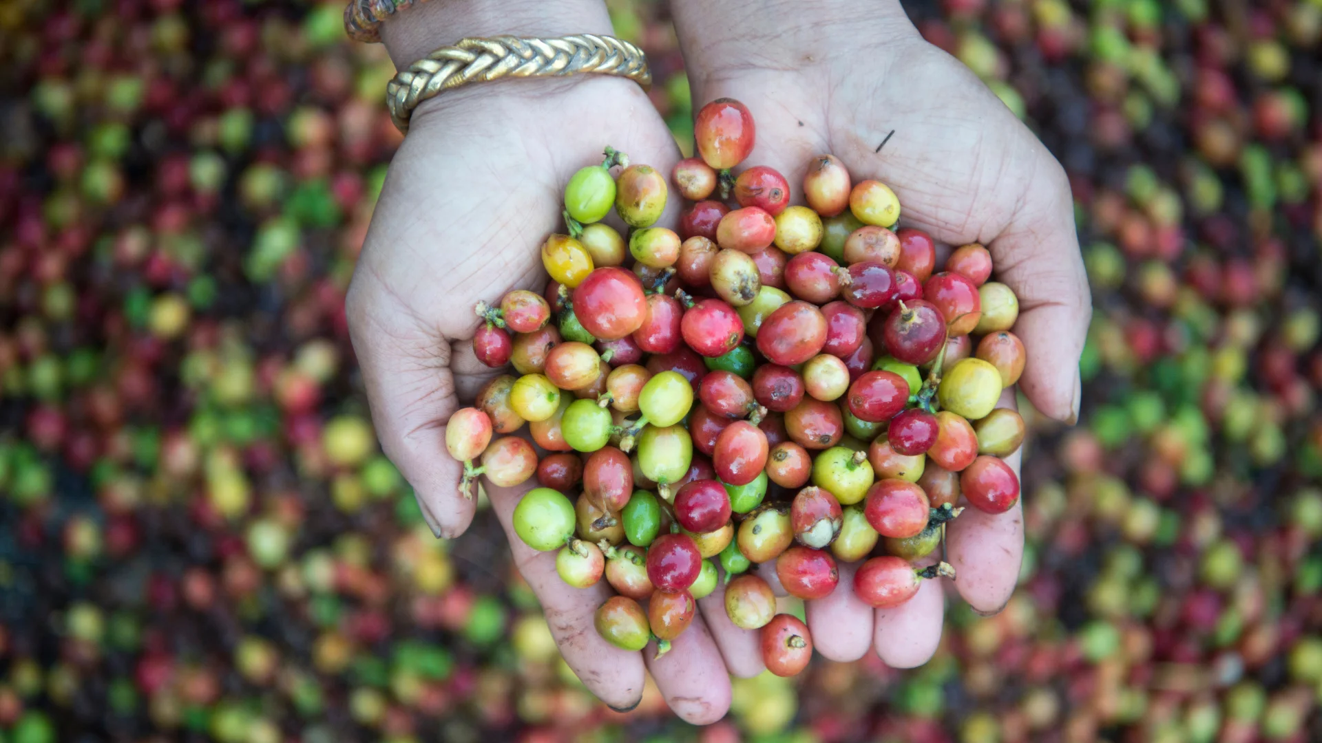 Clima extremo ameaça cafezais no Brasil e faz preço do café disparar no mercado global 2025