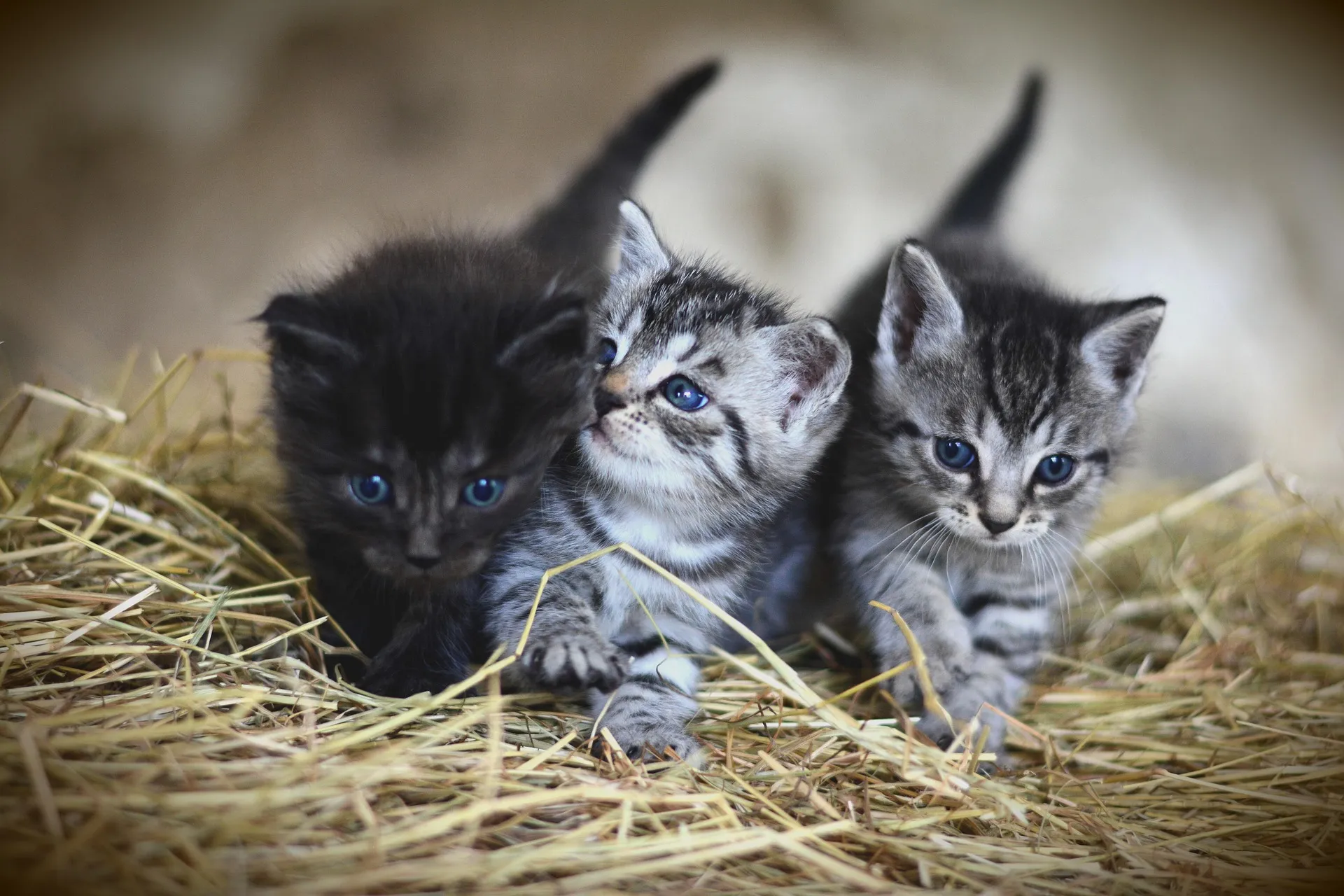 As doenças mais comuns em gatos: Identificando e prevenindo os problemas de saúde mais frequentes