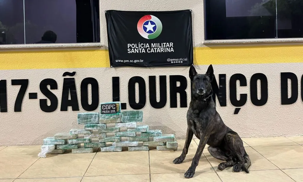 Polícia apreende mais de R$ 500 mil em drogas escondidas em meio a carga em caminhão 1 hgjuyj