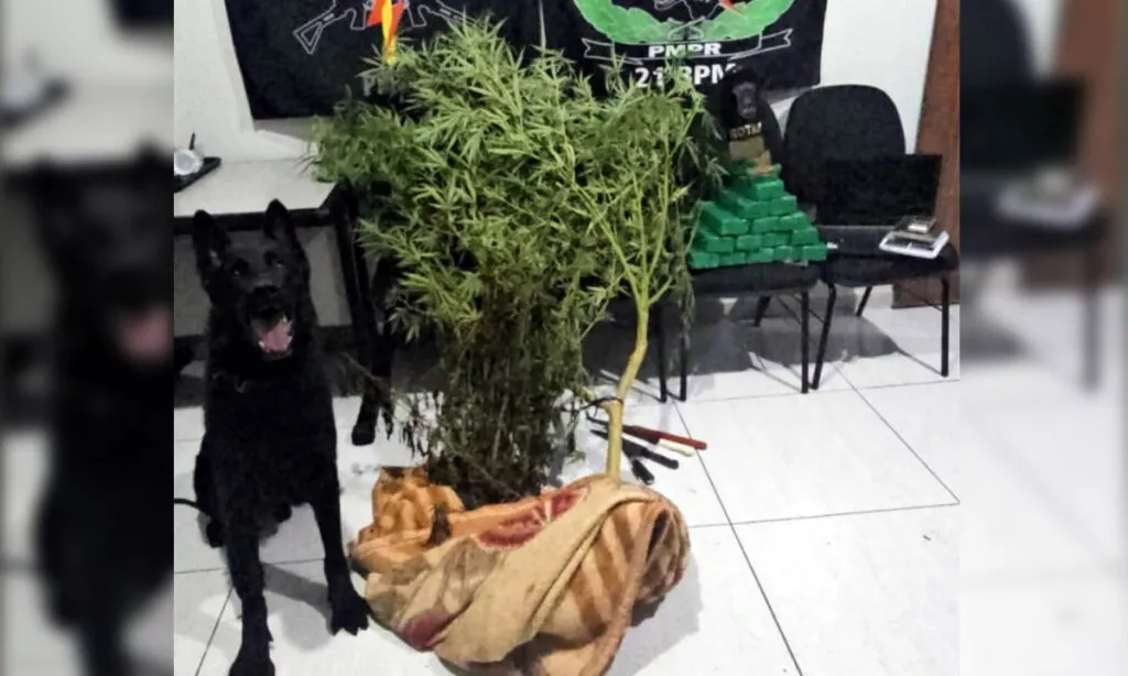 No local os policiais localizaram uma planta de cannabis de cerca de dois metros e vários tabletes de maconha