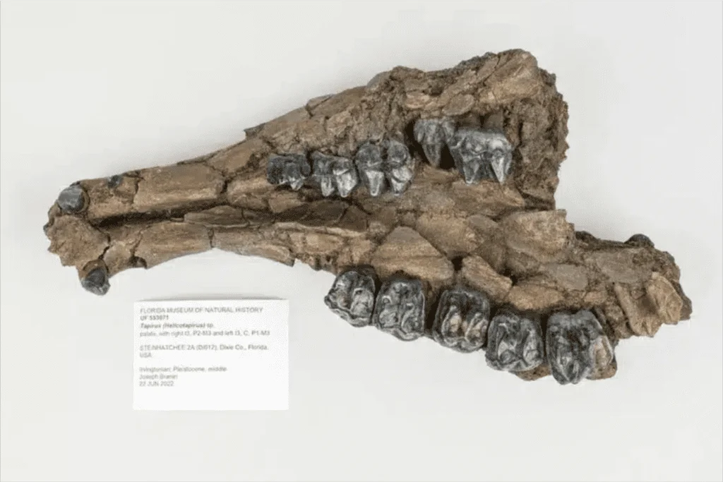 Fóssil de 500 mil anos encontrado nos EUA desafia teorias e surpreende pesquisadores 10 fossil