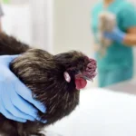 Gripe aviária H5N1, riscos e medidas de prevenção