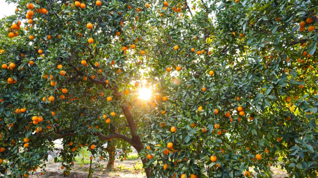 Cidasc alerta produtores do Extremo-Oeste de Santa Catarina sobre o risco do greening. Inspeções e ações de controle buscam conter a doença e proteger a citricultura local.