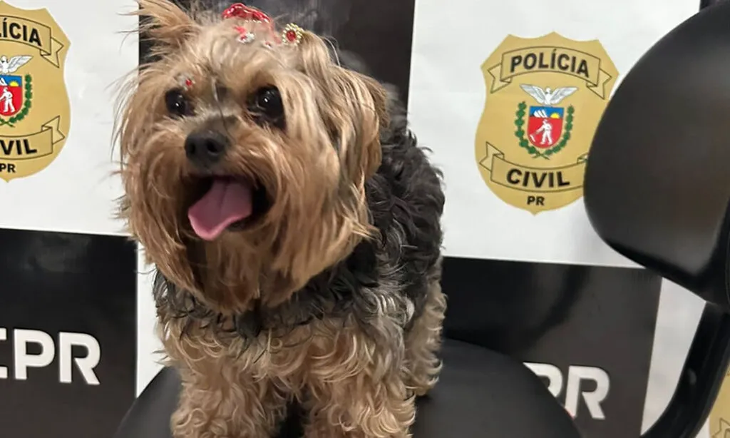 Cachorrinha havia sido furtada nas proximidades da Caixa Econômica Federal. Equipes da Polícia Civil localizaram o animal e prenderam o autor