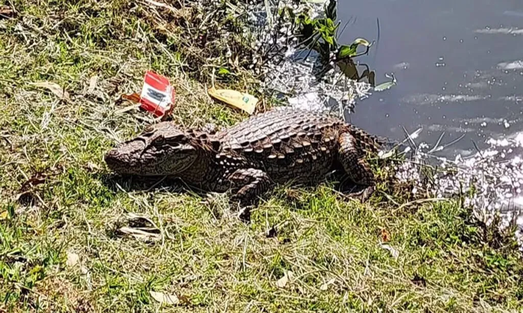 A administração de Dionísio Cerqueira contratou um médico veterinário especializado em captura de animais silvestres e que deverá retirar o jacaré do Lago