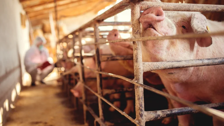 Paraná alcança 21,5% de participação na produção nacional de suínos