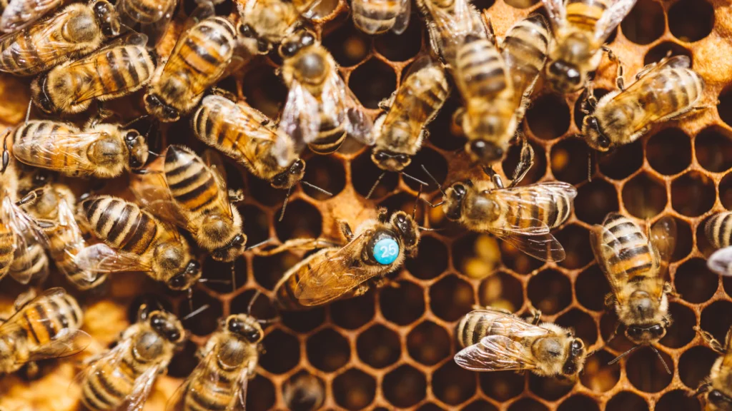Apicultura e meliponicultura ganham força comercial na região