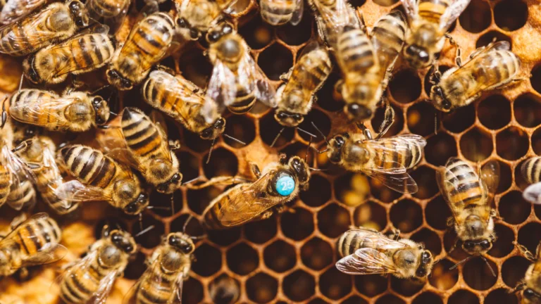 Apicultura e meliponicultura ganham força comercial na região