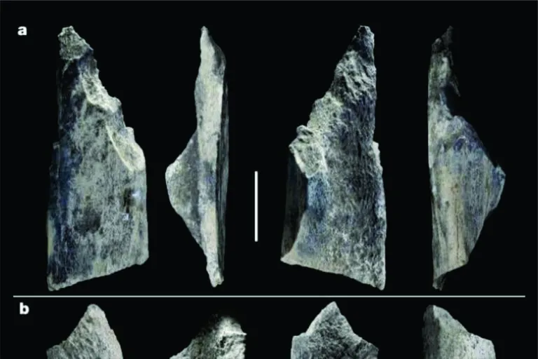 Descobertas na Tanzânia as ferramentas de osso mais antigas do mundo