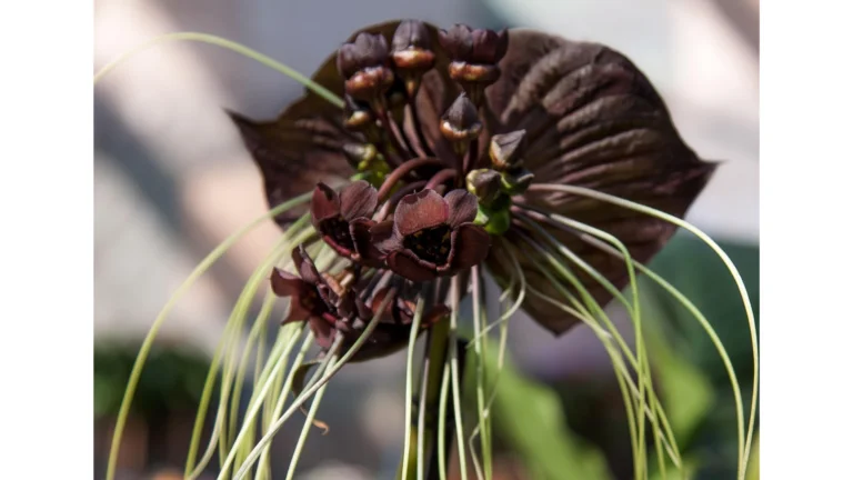 As flores mais diferentes do mundo: Beleza exótica e mistérios da natureza