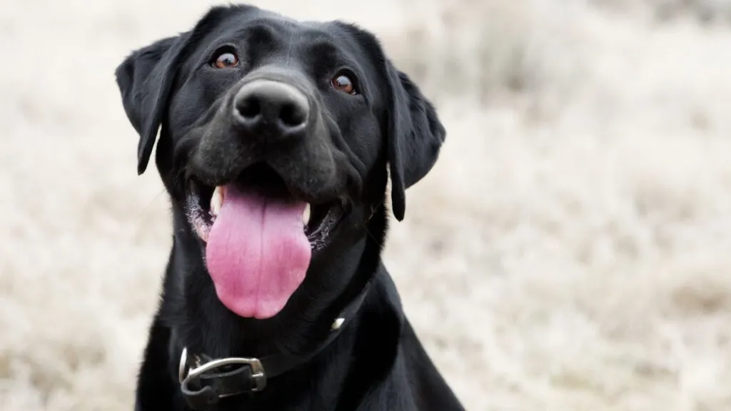 como adestrar seu cão em casa