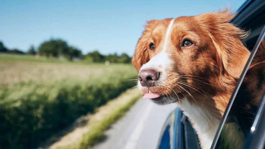 Como viajar de carro com seu pet