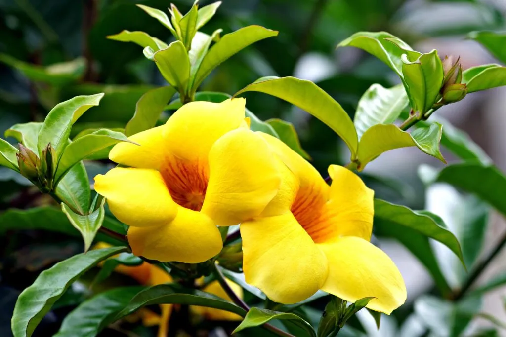 Alamanda