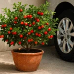 Pequenas árvores frutíferas: 6 tipos para plantar em vasos e colher dentro de casa