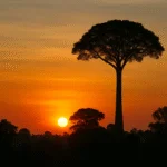 As 10 árvores nativas mais altas do Brasil e os gigantes da nossa floresta