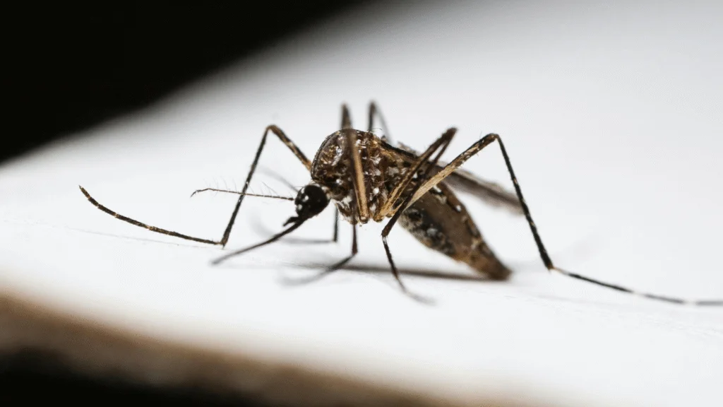 O governo federal aprovou uma indenização de R$ 60 mil para crianças afetadas pelo zika vírus, com o objetivo de apoiar famílias com filhos com deficiência. Solicitações podem ser feitas até 31 de outubro