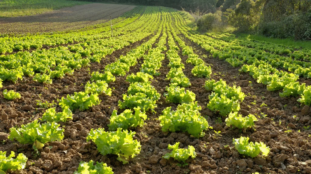 O Governo do Paraná inicia o recebimento de propostas para subvenção ao prêmio de seguro rural para culturas de inverno. Saiba como participar e as condições do programa