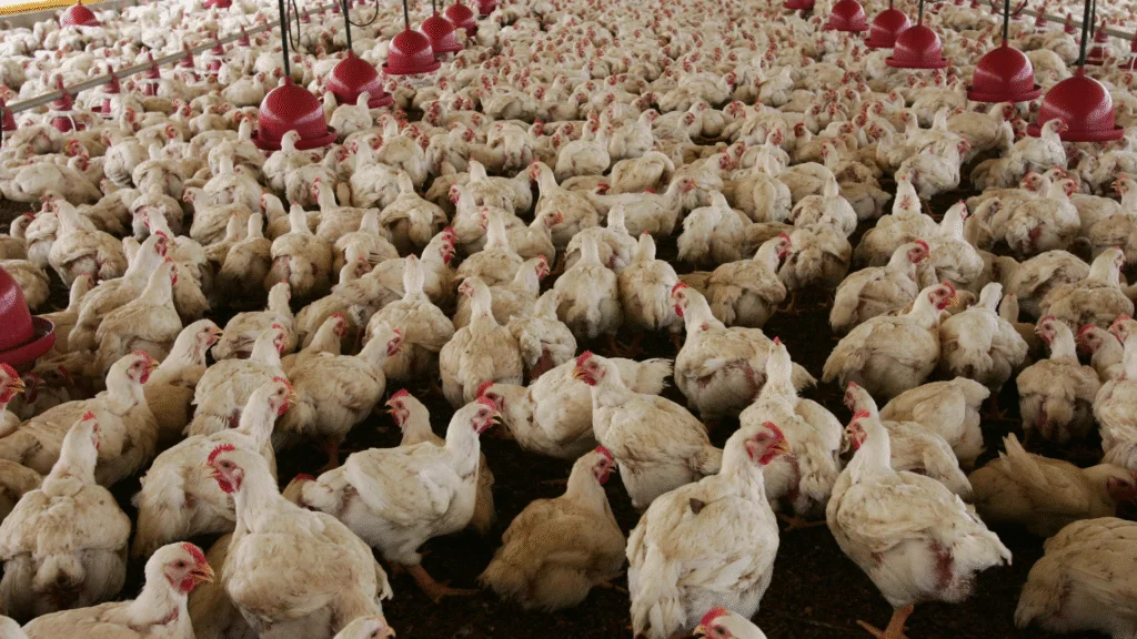 Atualmente, há 18 investigações em andamento no Brasil sobre suspeitas de gripe aviária, conforme atualização da plataforma de Síndrome Respiratória e Nervosa das Aves do Ministério da Agricultura, divulgada neste domingo (25). 