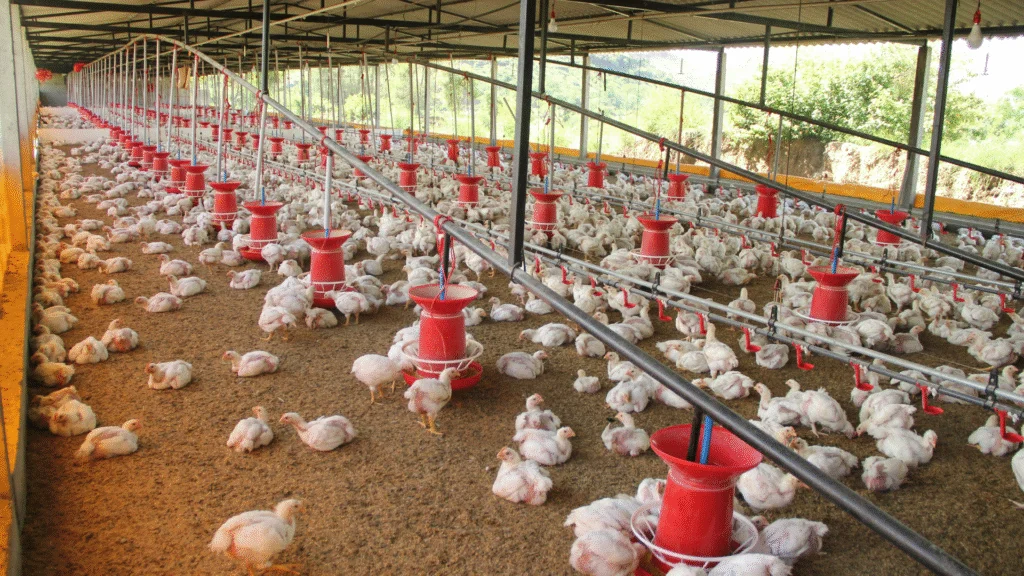 O ministro da Agricultura, Carlos Fávaro, informou que o foco de gripe aviária identificado no município de Montenegro, no Rio Grande do Sul, está controlado.