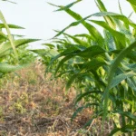 Sistema paranaense de plantio direto influencia modelos agrícolas globais