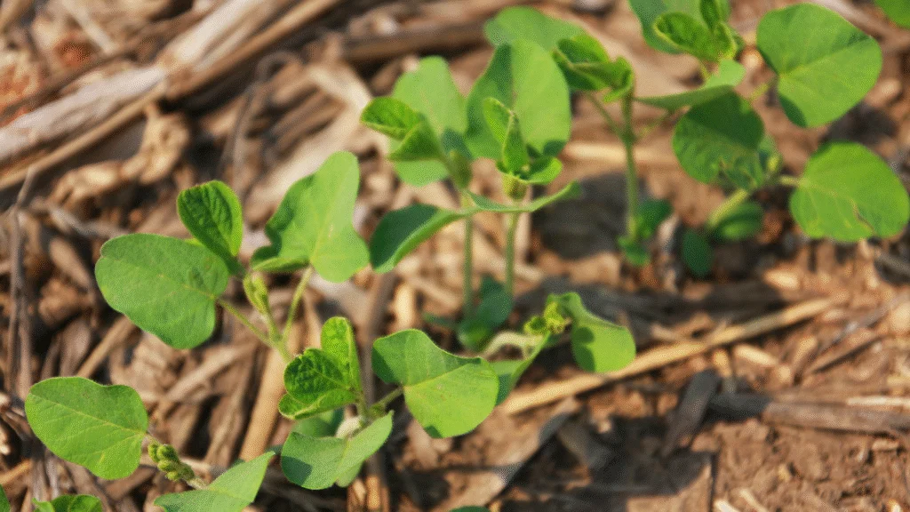 Sistema desenvolvido no Paraná transformou a agricultura tropical com práticas sustentáveis e hoje é referência mundial em produtividade aliada à conservação ambiental