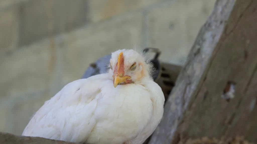 O primeiro caso de gripe aviária em uma granja comercial no Brasil, confirmado em 16 de maio na cidade de Montenegro, no Rio Grande do Sul, levou 9 países a suspenderem as importações de carne de aves e seus subprodutos brasileiros