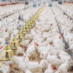 Confirmado primeiro caso de gripe aviária em granja comercial no Brasil