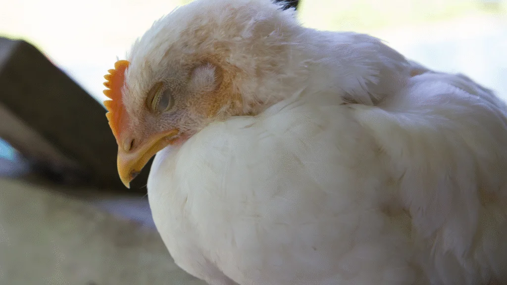 Brasil registra primeiro foco de gripe aviária em granja comercial; Ministério da Agricultura aciona plano de contenção e reforça segurança alimentar