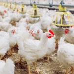 Excedente no mercado interno pode derrubar preço do frango