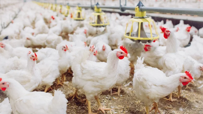 Excedente no mercado interno pode derrubar preço do frango