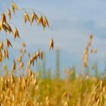 Governo do Paraná oferece subvenção ao seguro rural para culturas de inverno